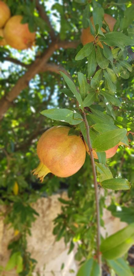 Finca Sa Cova De Mallorca سينييس المظهر الخارجي الصورة