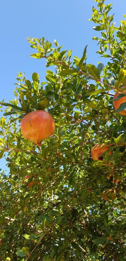Finca Sa Cova De Mallorca سينييس المظهر الخارجي الصورة