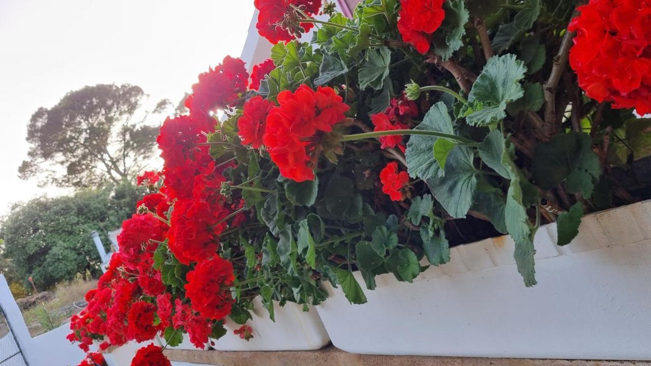 Finca Sa Cova De Mallorca سينييس المظهر الخارجي الصورة
