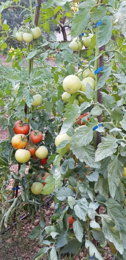 Finca Sa Cova De Mallorca سينييس المظهر الخارجي الصورة