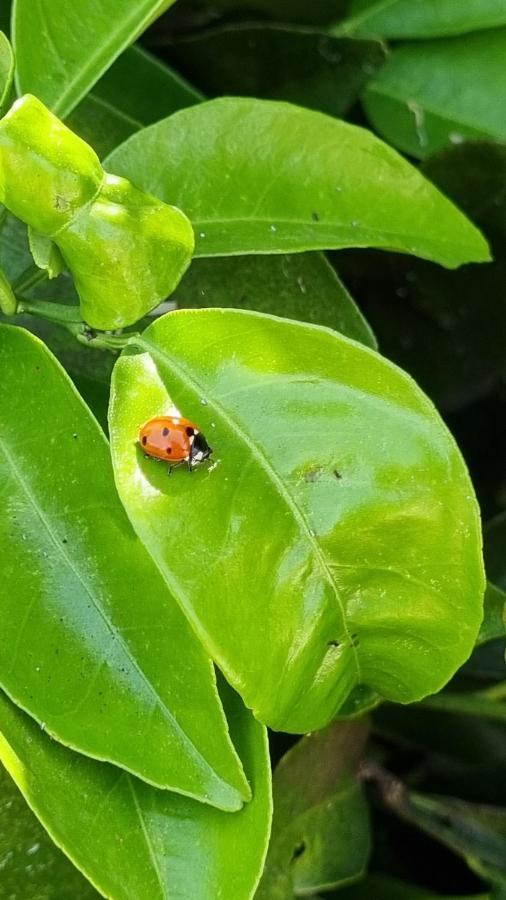 Finca Sa Cova De Mallorca سينييس المظهر الخارجي الصورة