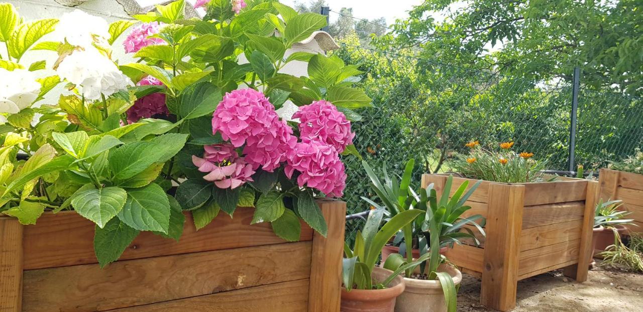 Finca Sa Cova De Mallorca سينييس المظهر الخارجي الصورة