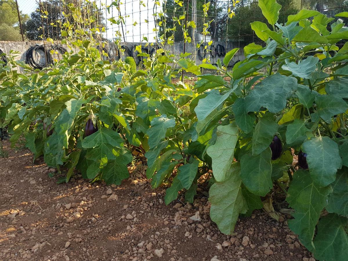 Finca Sa Cova De Mallorca سينييس المظهر الخارجي الصورة