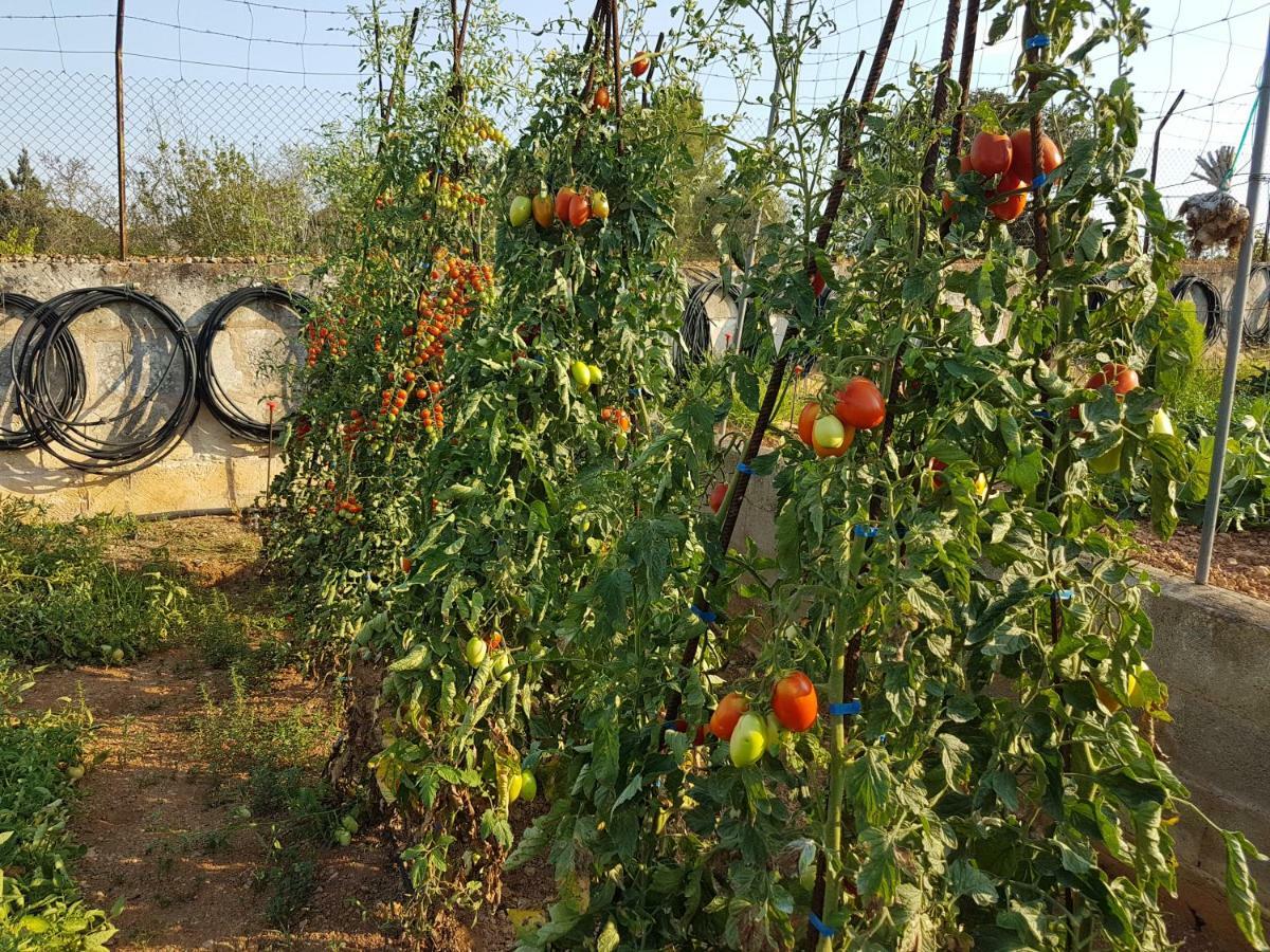 Finca Sa Cova De Mallorca سينييس المظهر الخارجي الصورة