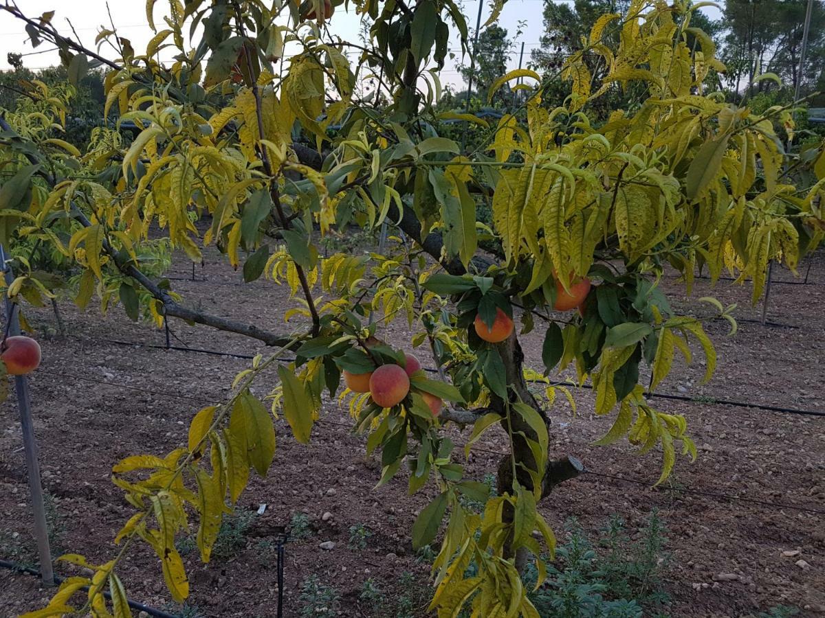 Finca Sa Cova De Mallorca سينييس المظهر الخارجي الصورة