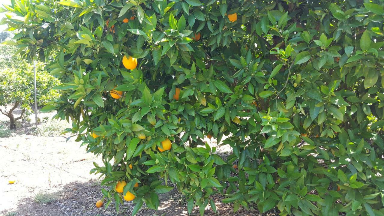 Finca Sa Cova De Mallorca سينييس المظهر الخارجي الصورة