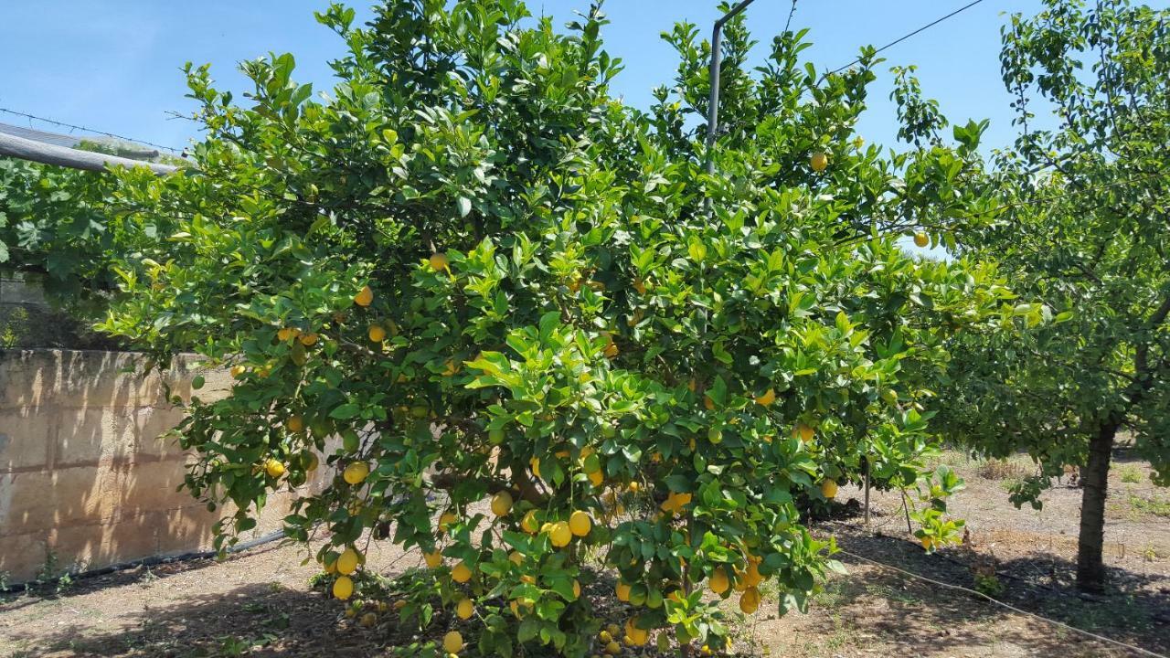Finca Sa Cova De Mallorca سينييس المظهر الخارجي الصورة