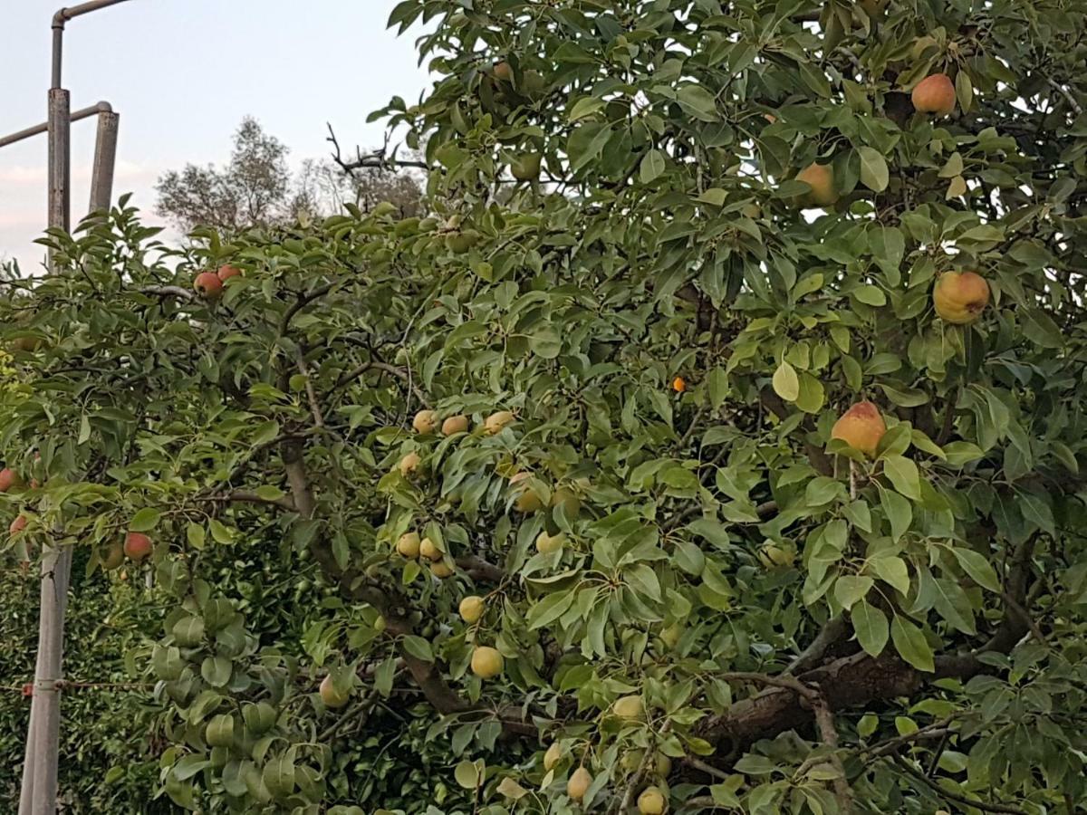 Finca Sa Cova De Mallorca سينييس المظهر الخارجي الصورة