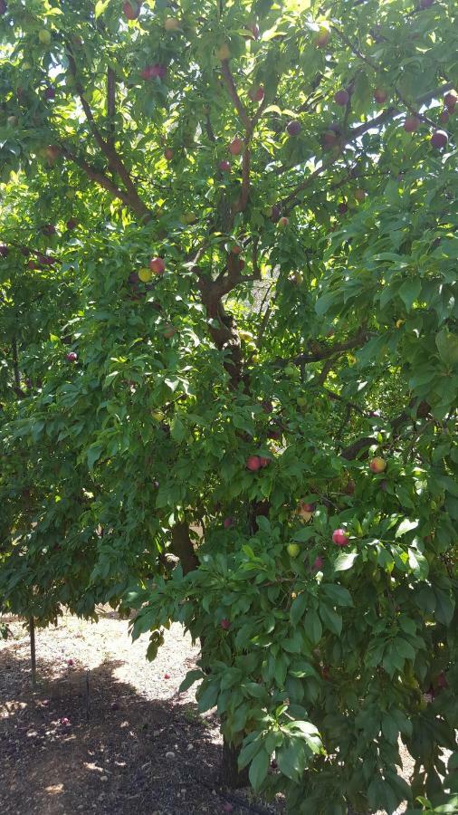 Finca Sa Cova De Mallorca سينييس المظهر الخارجي الصورة