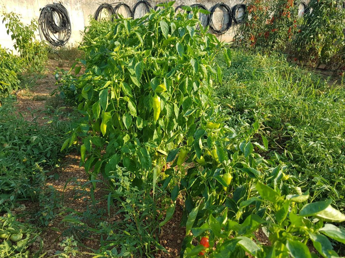 Finca Sa Cova De Mallorca سينييس المظهر الخارجي الصورة