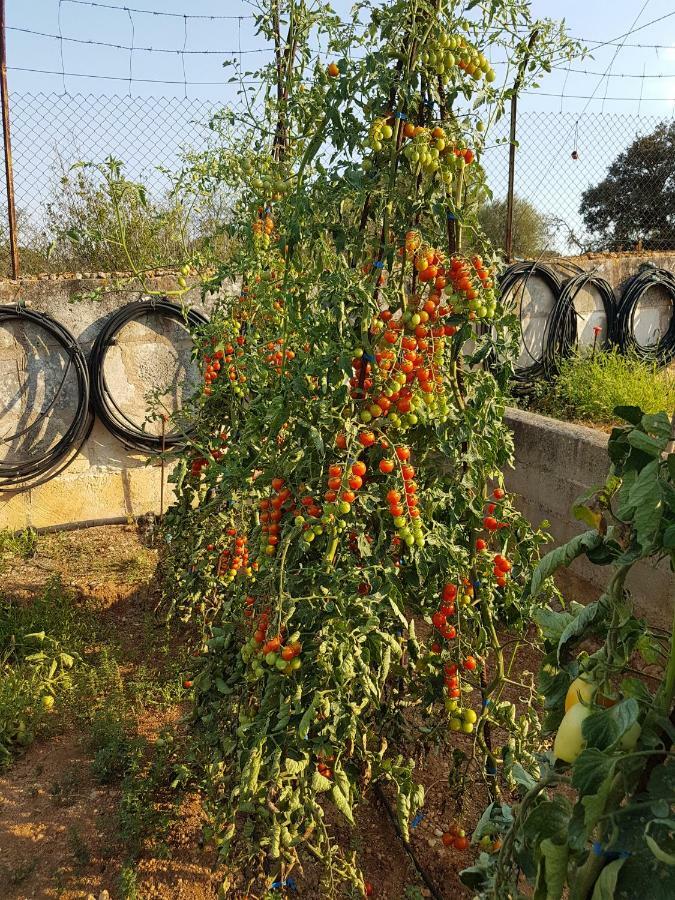 Finca Sa Cova De Mallorca سينييس المظهر الخارجي الصورة