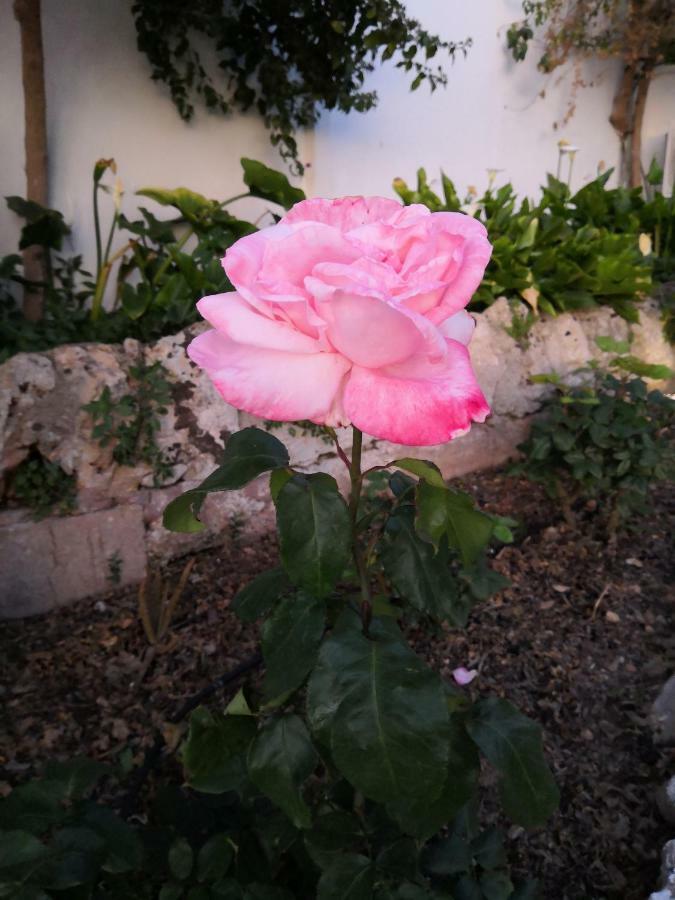 Finca Sa Cova De Mallorca سينييس المظهر الخارجي الصورة